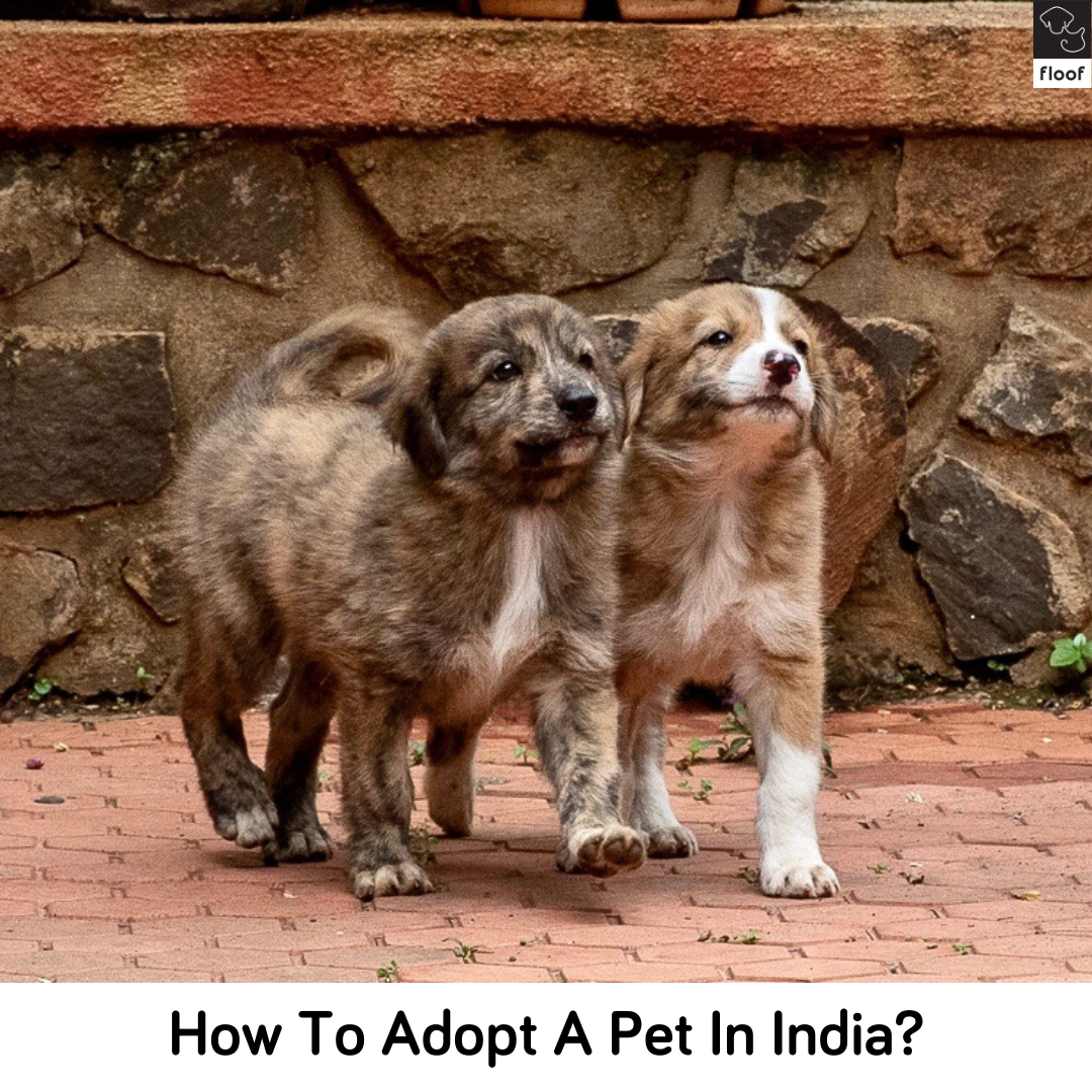 How To Adopt A Pet in India?