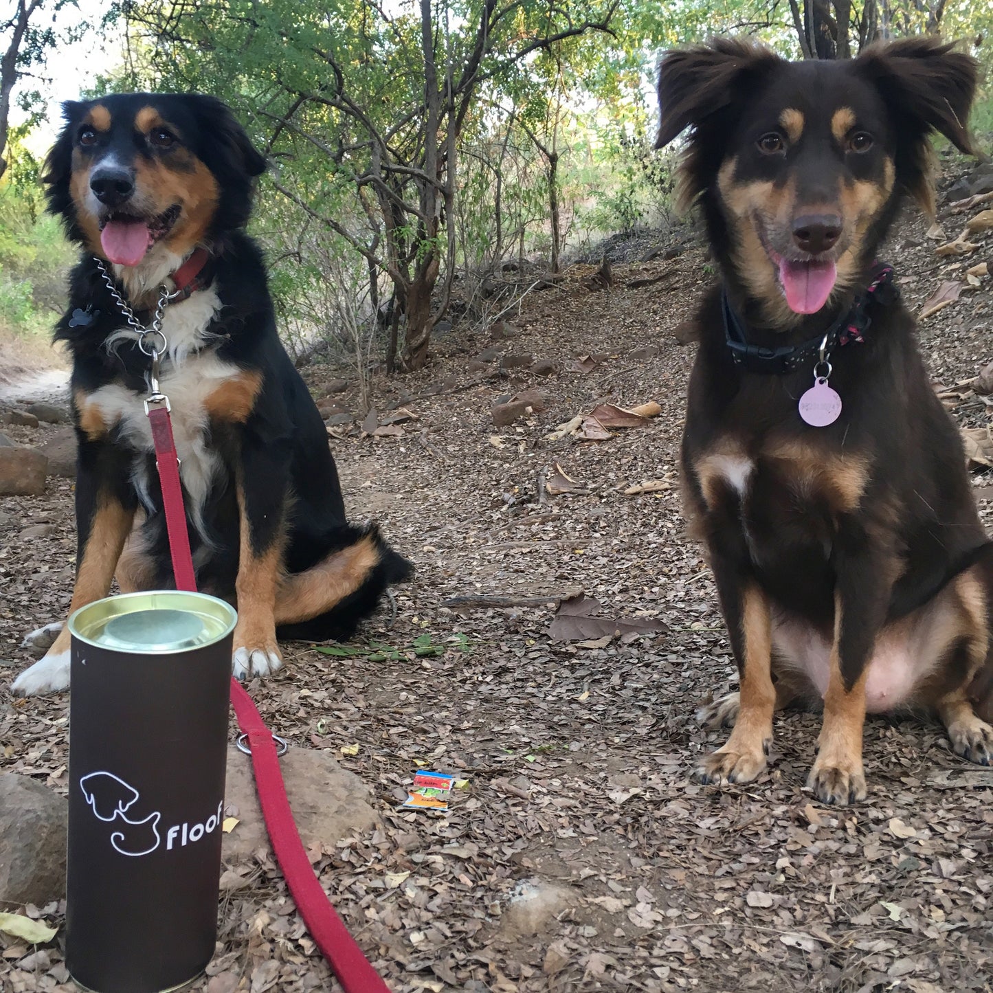 Inspiring The Dog To Poop