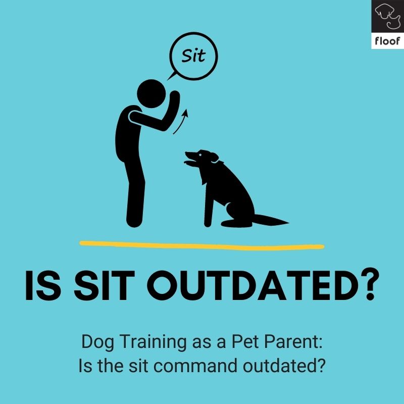 Dog Training as a Pet Parent: Is the sit command outdated?