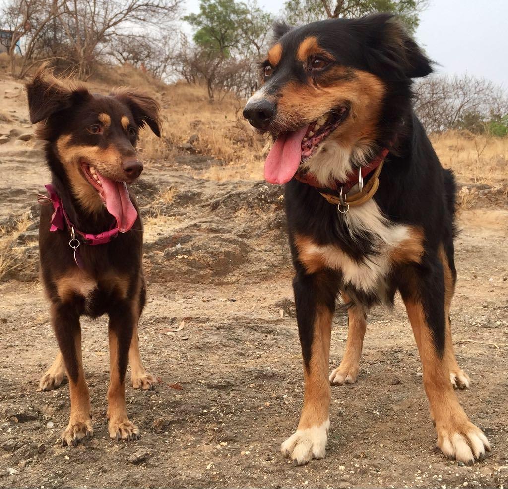 Two Indian dogs standing on the hill