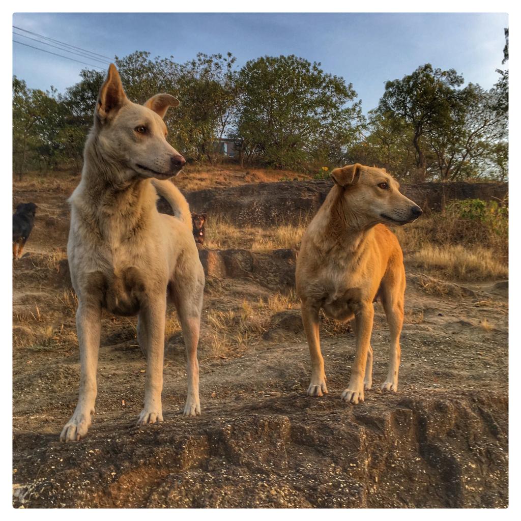 Dogs on the hill