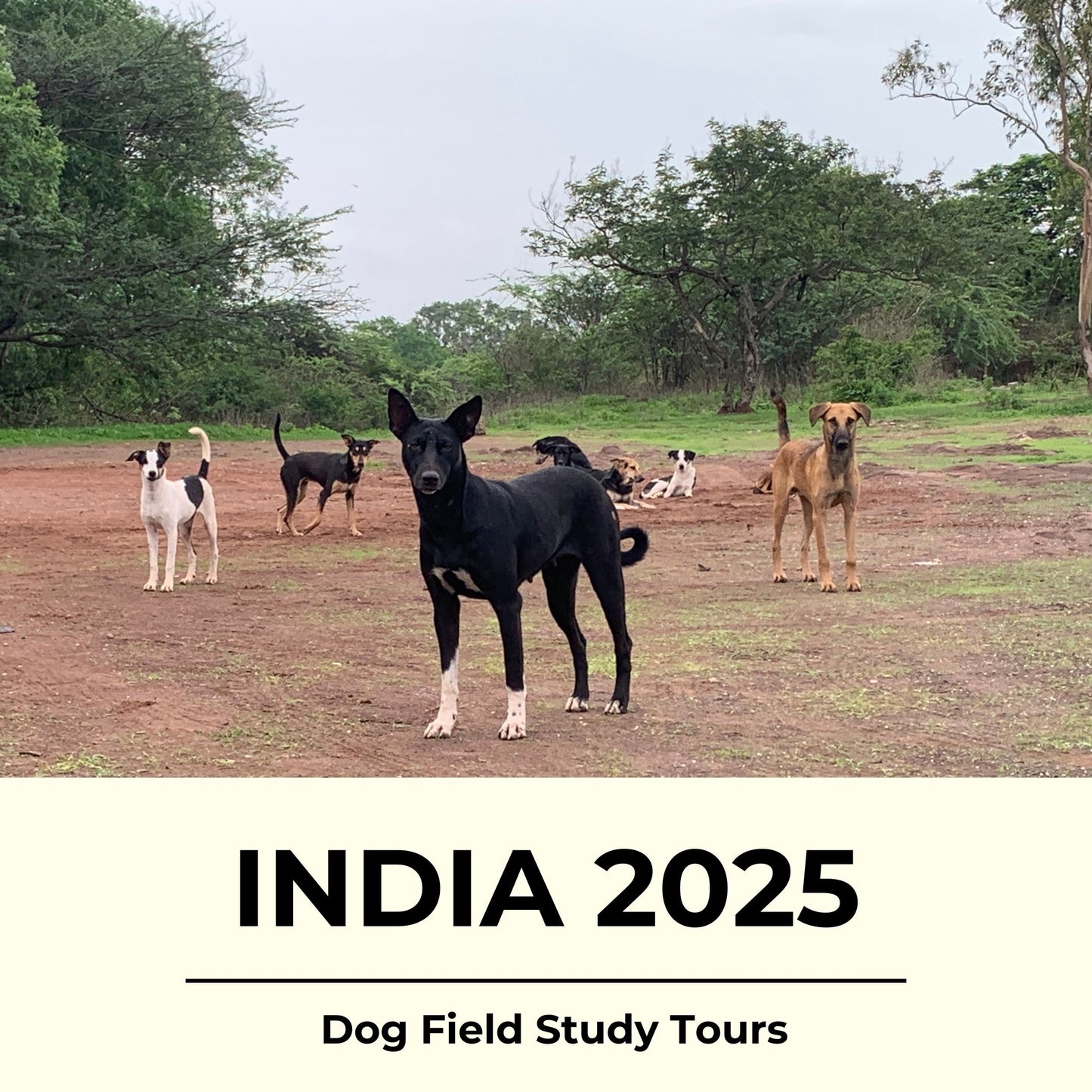 
                  
                    India Dog Field Visit Tours 2025
                  
                