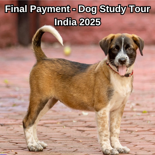 Final Payment - India 2025 Dog Tours