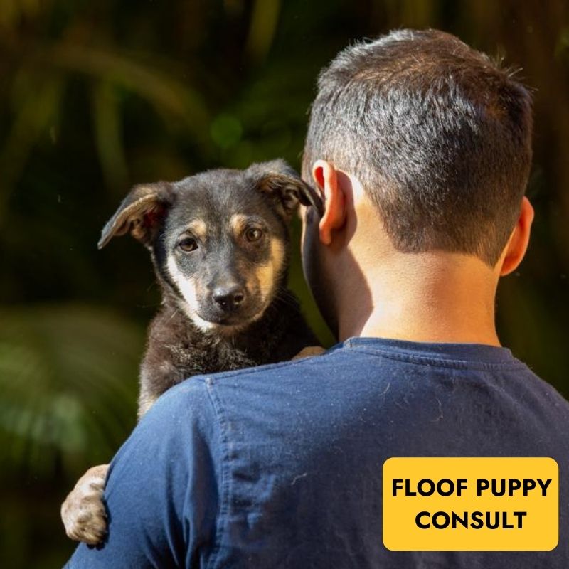 Floof puppy consultation for dog parents - indie, German shepherd, golden retriever, lab, 