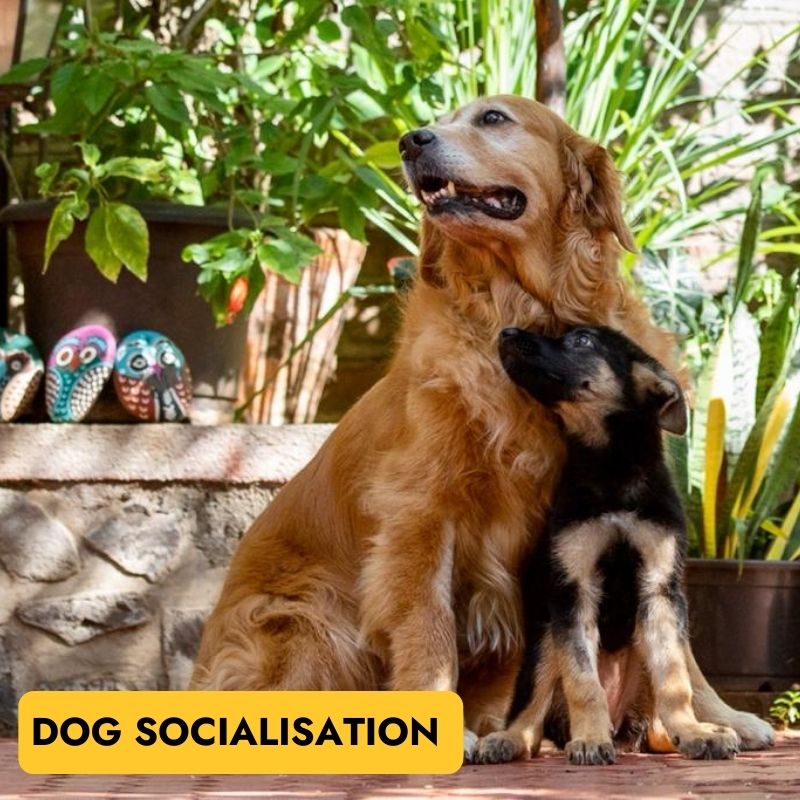 Learn to socialise your dog with other pups, senior dogs, different breeds.