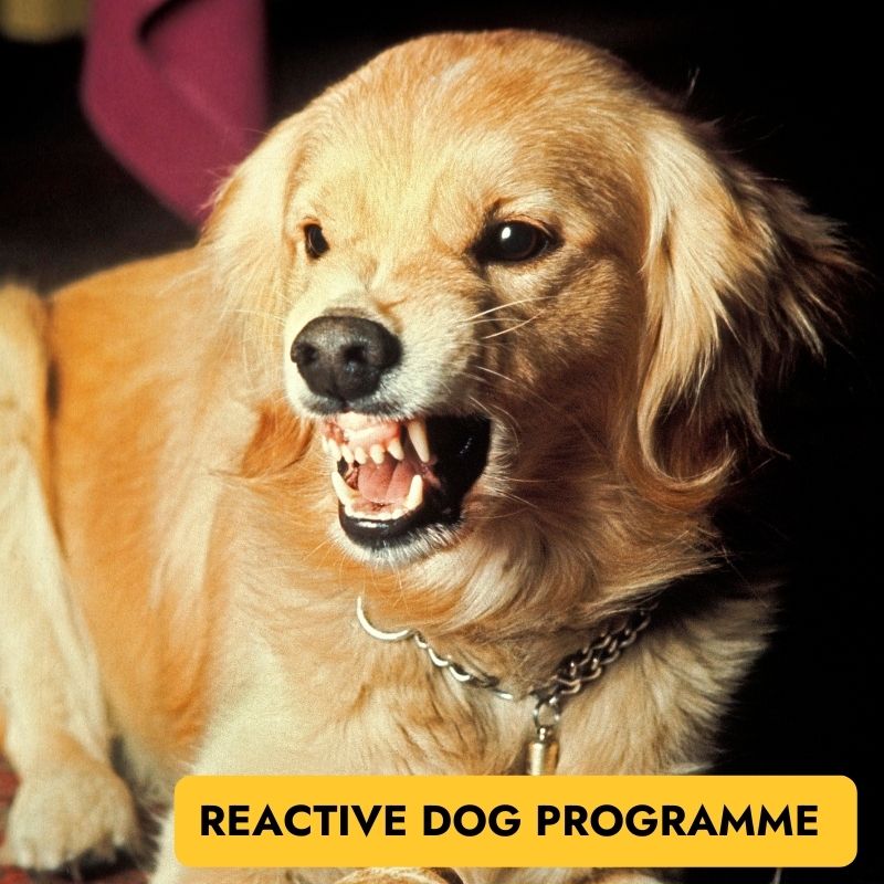 Reactive Dog Programme (1 session)