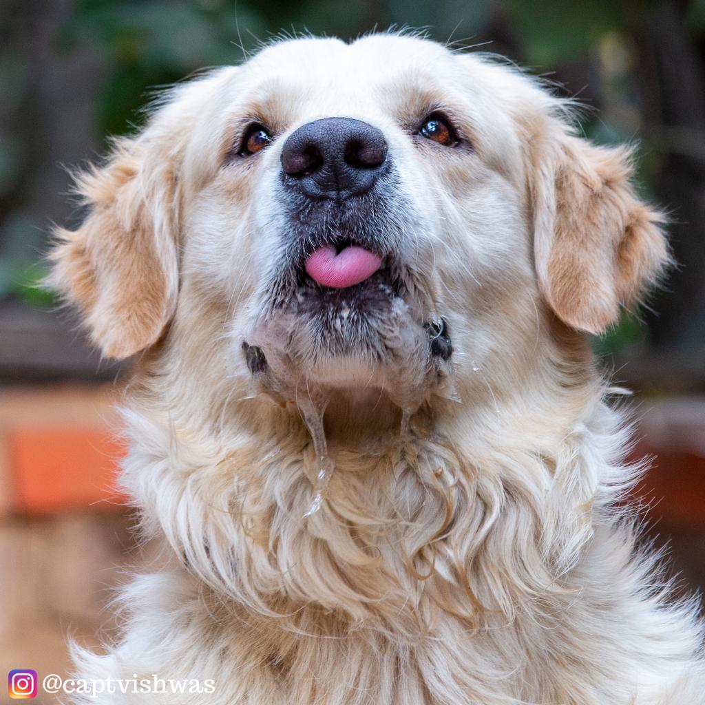 Floof pet photo shoot for dogs and cats in Pune India