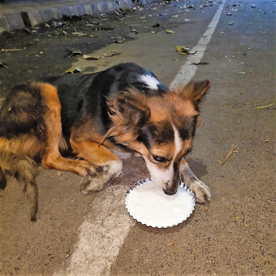 Sponsor meals and medicines for strays in India