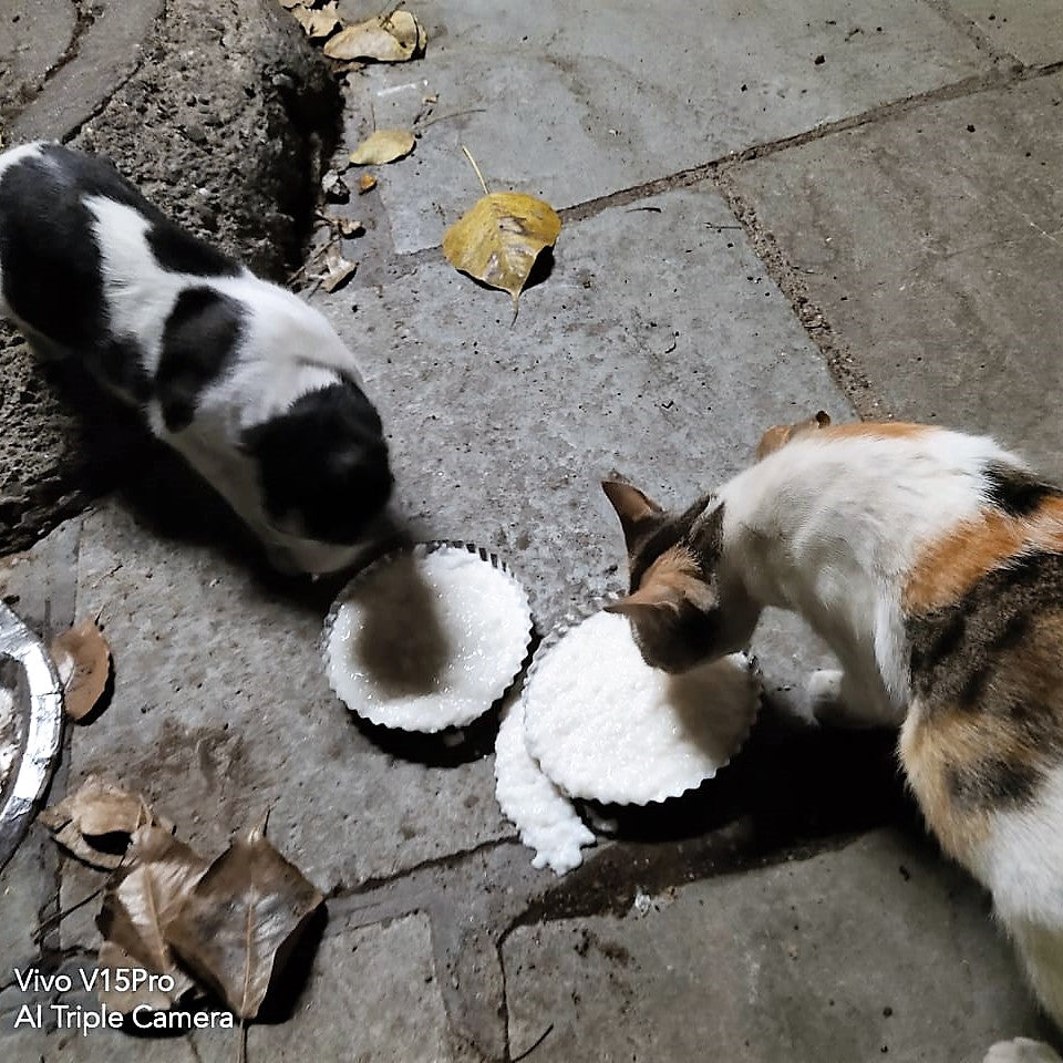 
                  
                    Sponsor meals and medicines for strays in India
                  
                